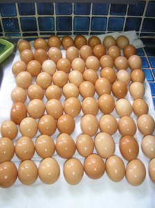 eggs are washed and dried