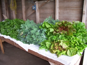 Greens on the wash table