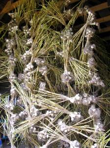 garlic hanging from the barn rafters to cure
