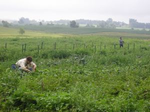Wyatt picks beans while Kristianna harvests herbs in the background